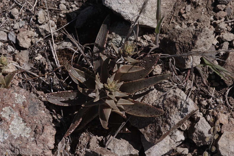 Dudleya-lanceolata-Sandstone-Peak-2009-04-05-CRW_8030.jpg