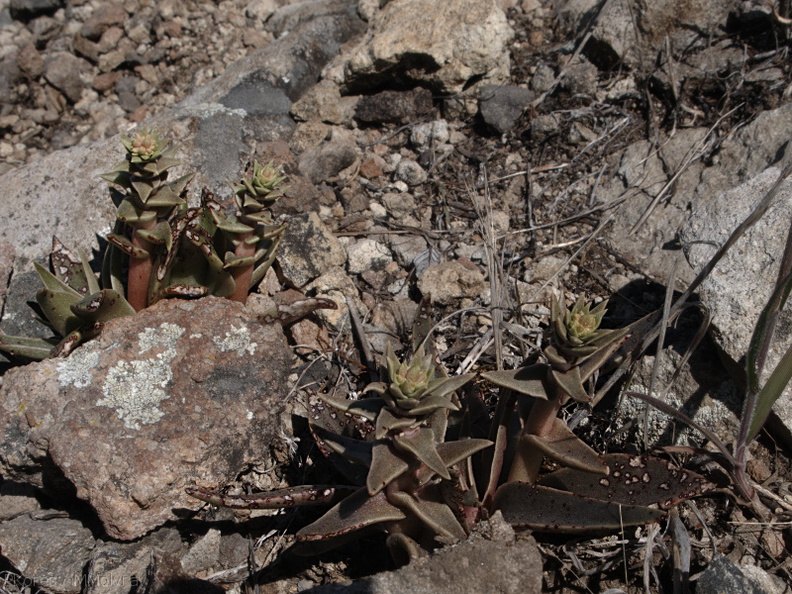 Dudleya-lanceolata-Sandstone-Peak-2009-04-05-IMG 2642