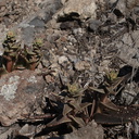 Dudleya-lanceolata-Sandstone-Peak-2009-04-05-IMG 2642