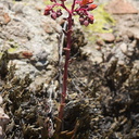 Dudleya-lanceolata-lance-leaved-dudleya-Santa-Monica-Mts-Sandstone-Peak-2012-05-13-IMG 4762