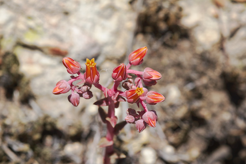 Dudleya-lanceolata-lance-leaved-dudleya-Santa-Monica-Mts-Sandstone-Peak-2012-05-13-IMG_4774.jpg