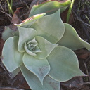 Dudleya-pulverulenta-chalk-dudleya-Sandstone-Peak-2012-12-21-IMG 3120