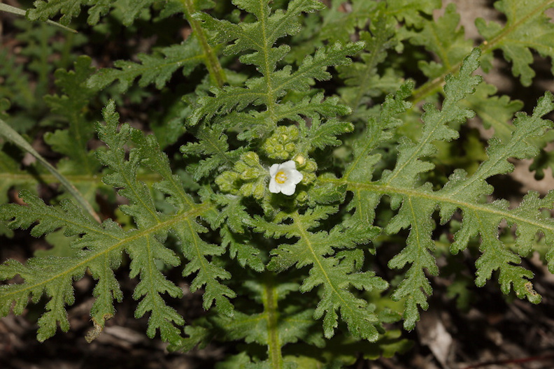 Eucrypta-chrysanthemifolia-var-bipinnatifida-spotted-hideseed-Sandstone-Peak-2015-02-16.jpg