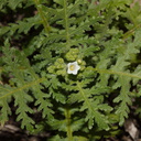 Eucrypta-chrysanthemifolia-var-bipinnatifida-spotted-hideseed-Sandstone-Peak-2015-02-16