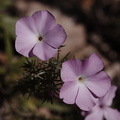 Leptodactylon-californicum-prickly-phlox-Sandstone-Peak-2009-04-05-CRW_8041.jpg