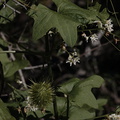 Marah-macrocarpus-chilicothe-wild-cucumber--Sandstone-Peak-2009-04-05-CRW 8042