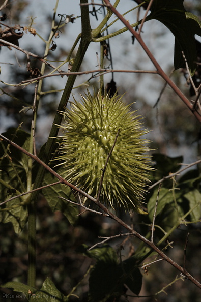 Marah-macrocarpus-chilicothe-wild-cucumber--Sandstone-Peak-2009-04-05-CRW_8043.jpg