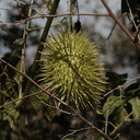 Marah-macrocarpus-chilicothe-wild-cucumber--Sandstone-Peak-2009-04-05-CRW 8043