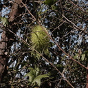 Marah-macrocarpus-wild-cucumber-Sandstone-Peak-2009-04-05-IMG 2655