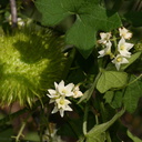 Marah-macrocarpus-wild-cucumber-Santa-Monica-mts-2008-03-21-img 6546