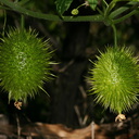 Marah-macrocarpus-wild-cucumber-Santa-Monica-mts-2008-03-21-img 6547