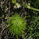 Marah-macrocarpus-wild-cucumber-Santa-Monica-mts-2008-03-21-img 6548