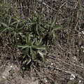 Paeonia-californica-leaves-Sandstone-Peak-2009-04-05-IMG 2579