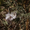 Phacelia-cicutaria-caterpillar-phacelia-Sandstone-Peak-2009-04-05-IMG 2661