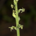 Piperia-unalascensis-rein-orchid-Santa-Monica-Mts-Sandstone-Peak-2012-05-13-IMG 4795