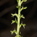 Piperia-unalascensis-rein-orchid-Santa-Monica-Mts-Sandstone-Peak-2012-05-13-IMG 4797