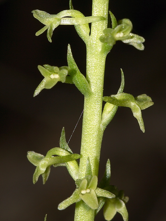 Piperia-unalascensis-rein-orchid-Santa-Monica-Mts-Sandstone-Peak-2012-05-13-IMG 4797 v2