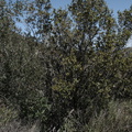 Rhamnus-crocea-redberry-Sandstone-Peak-2009-04-05-IMG 2561