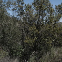Rhamnus-crocea-redberry-Sandstone-Peak-2009-04-05-IMG 2561