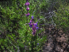 Trichostema-lanatum-woolly-bluecurls-Santa-Monica-Mts-Sandstone-Peak-2012-05-13-IMG 1740