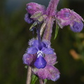 Trichostema-lanatum-woolly-bluecurls-Santa-Monica-Mts-Sandstone-Peak-2012-05-13-IMG 4757