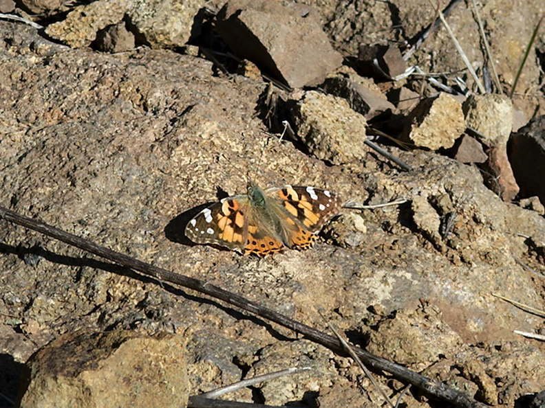 Vanessa-cardui-painted-lady-butterfly-Sandstone-Peak-2012-12-21-IMG_7033.jpg