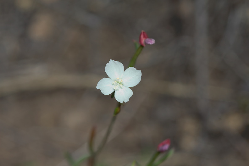 indet-Onagraceae-Gayophytum-humile-dwarf-groundsmoke-Santa-Monica-Mts-Sandstone-Peak-2012-05-13-IMG_4805.jpg