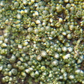 indet-moss-perhaps-Bryum-Sandstone-Peak-2012-12-21-IMG 7019