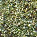 indet-moss-perhaps-Bryum-Sandstone-Peak-2012-12-21-IMG 7019