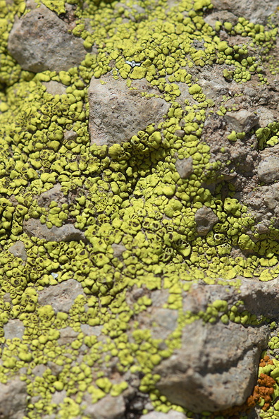 lichen-Santa-Monica-Mts-Sandstone-Peak-2012-05-13-IMG_4770.jpg