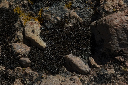 moss-hyaline-awn-dormant-Santa-Monica-Mts-Sandstone-Peak-2012-05-13-IMG 4760