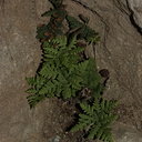 resurrection-fern-on-rock-Sandstone-Peak-2009-04-05-CRW 8045