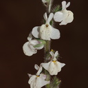 Antirrhinum-coulterianum-Coulters-snapdragon-Sage-Ranch-2016-06-10-IMG 3170