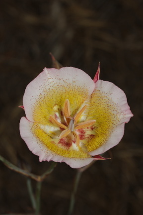 Calochortus-plummerae-pink-mariposa-lily-Sage-Ranch-2016-06-10-IMG 3156
