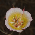 Calochortus-plummerae-pink-mariposa-lily-Sage-Ranch-2016-06-10-IMG 3156