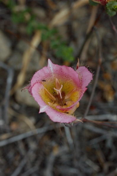 Calochortus-plummerae-pink-mariposa-lily-Sage-Ranch-2016-06-10-IMG_3160.jpg