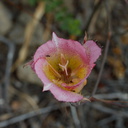 Calochortus-plummerae-pink-mariposa-lily-Sage-Ranch-2016-06-10-IMG 3160