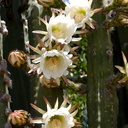 Cereus-sp-columnar-white-blooming-cactus-near-Corriganville-Simi-2016-05-27-IMG 3113