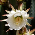 Cereus-sp-columnar-white-blooming-cactus-near-Corriganville-Simi-2016-05-27-IMG 3118