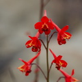 Delphinium-cardinale-scarlet-larkspur-Sage-Ranch-2016-06-10-IMG 3152