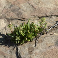 Dudleya-lanceolata-Sage-Ranch-Santa-Susana-2012-03-24-IMG 4666