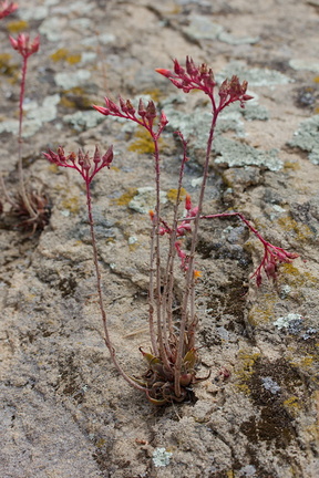 Dudleya-lanceolata-flowers-Sage-Ranch-2015-05-26-IMG 0742