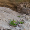 Dudleya-lanceolata-lanceleaf-liveforever-Hummingbird-Trail-2014-02-24-IMG_3182.jpg