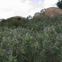 Eriodictyon-californicum-yerba-santa-Sage-Ranch-Santa-Susana-2011-04-08-IMG 7556
