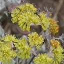Eriogonum-crocatum-Conejo-buckwheat-Wildwood-2012-06-09-IMG 5291
