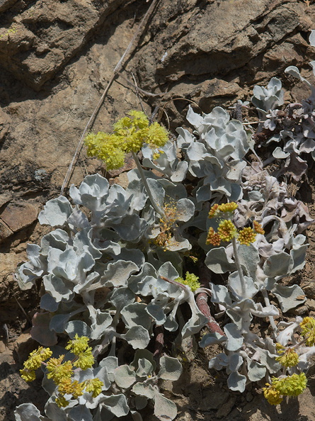 Eriogonum-crocatum-Conejo-buckwheat-Wildwood-2012-06-09-IMG_5304.jpg