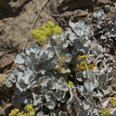 Eriogonum-crocatum-Conejo-buckwheat-Wildwood-2012-06-09-IMG 5304