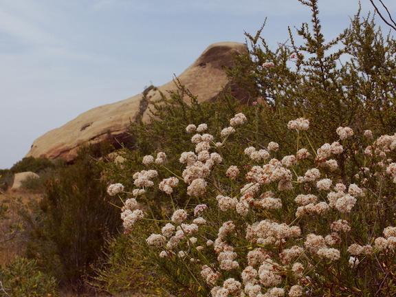 Eriogonum-fasciculatum-California-buckwheat-Sage-Ranch-2015-05-26-IMG 5056