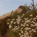 Eriogonum-fasciculatum-California-buckwheat-Sage-Ranch-2015-05-26-IMG 5056