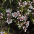 Eriogonum-sp-buckwheat-Wildwood-2012-06-09-IMG 2049
